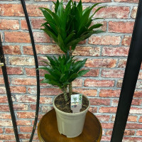 Бөлме өсімдігі Dracaena